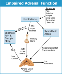 Diagram showing how impaired hormonal function in fibromyalgia leads to adrenal fatigue.
