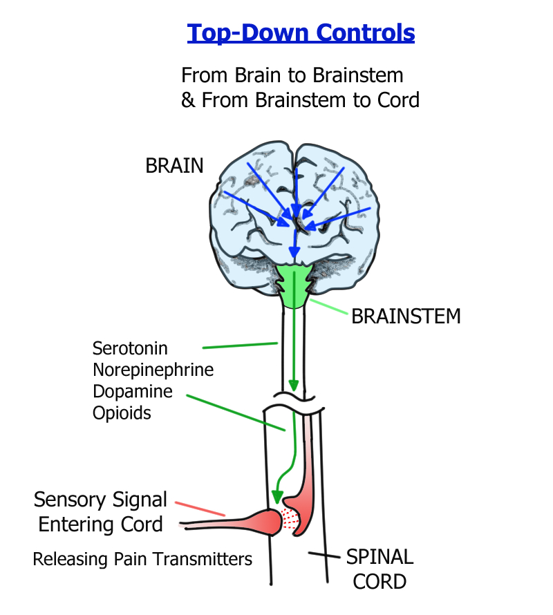 Diagram showing how the brainstem communicates between the brain and spinal cord to reduce pain in fibromyalgia.