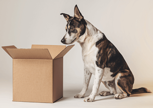 Photo of dog sniffing a package to see if Tonmya (sublingual cyclobenzaprine) will deliver symptom relief for fibromyalgia, but without major side effects.