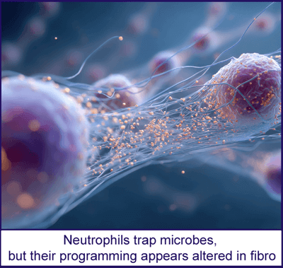 Photo showing how neutrophils trap microbes but they may be altered in fibromyalgia patients.