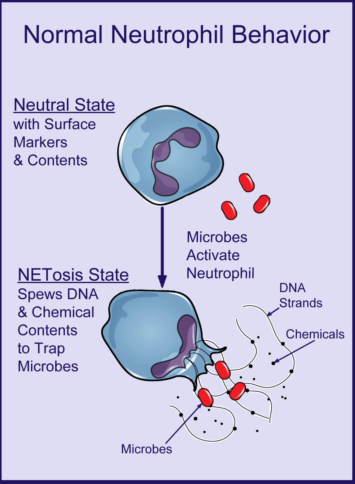 Diagram showing a neutrophil undergoing NETosis, which is believed to be increased in fibromyalgia.