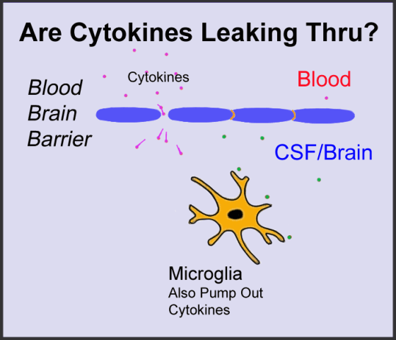 Diagram showing how blood cytokines leaking through the blood-brain barrier can increase their concentration in the cerebral spinal fluid of fibromyalgia patients.