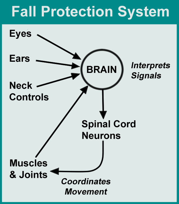 Balance and coordination system diagram shows why fibromyalgia patients have a high fall risk.