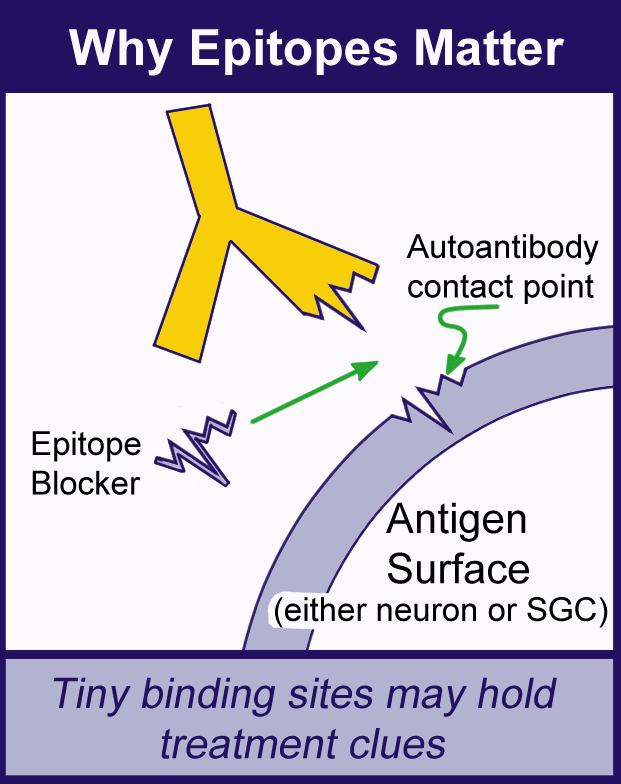 Identifying the tiny binding sites of the autoantibodies may hold promise for immune-based treatments for fibromyalgia.
