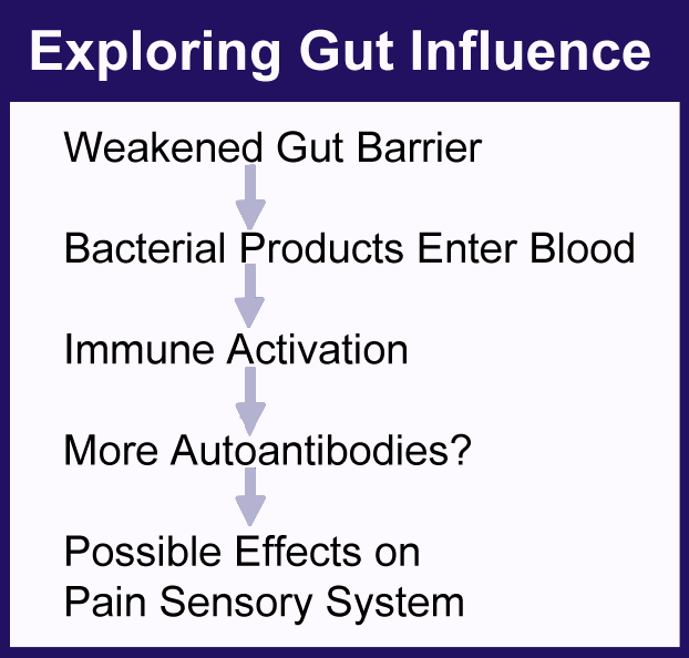 Immune products from the gut may cause more autoantibodies and possibly impact the pain sensory system in fibromyalgia.